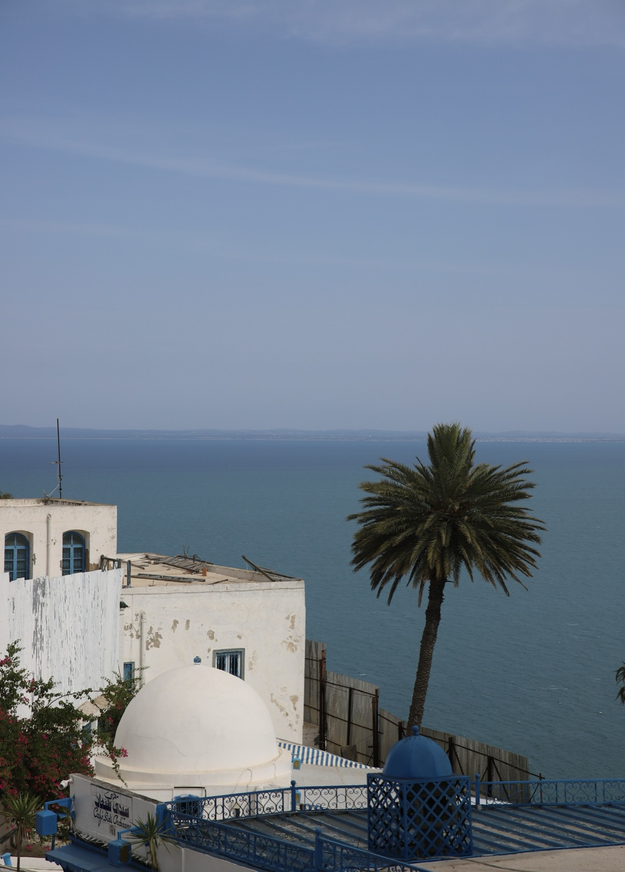 Whitewashed rooftops and a lone palm above the sea at Sidi Bou Saïd, Tunisia