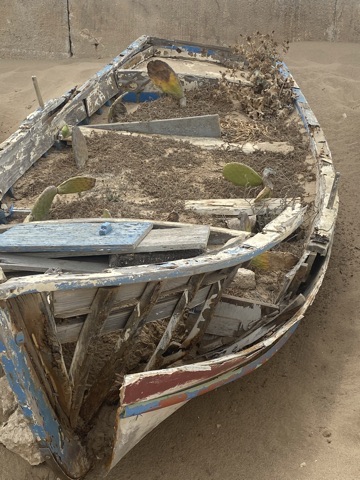 A weathered wooden boat run aground on sand, cacti growing inside its hull