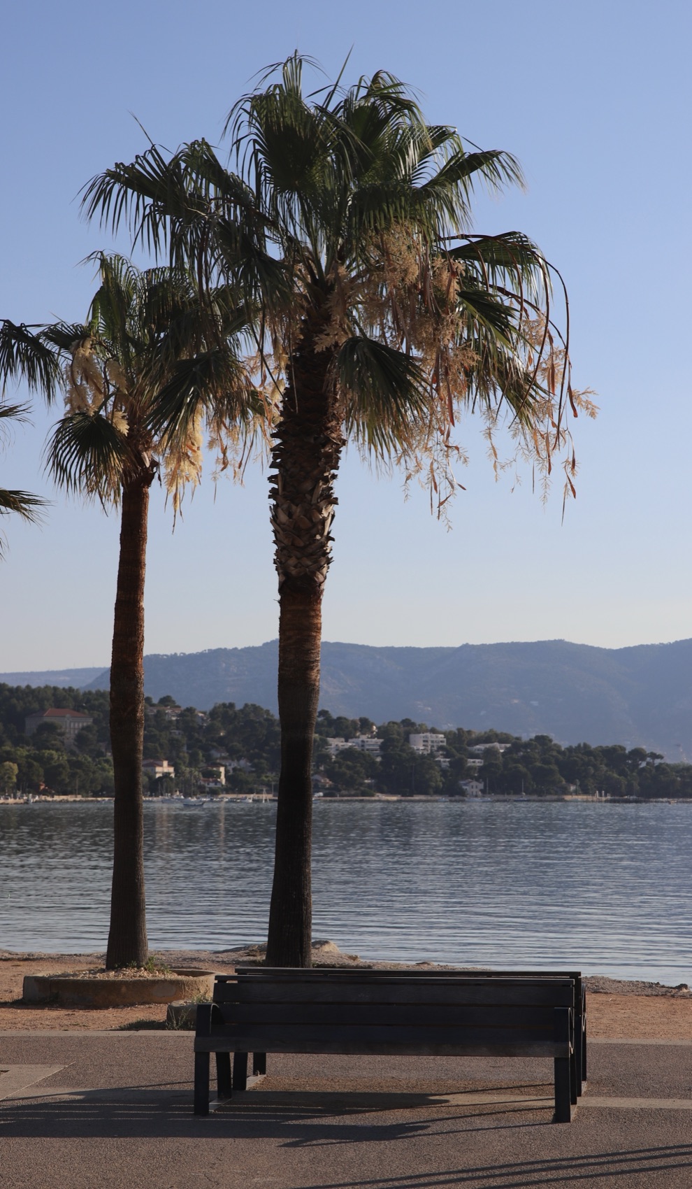 Two tall palms and an empty bench facing a calm bay at golden hour
